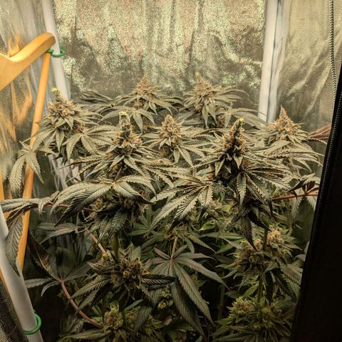 Shimo (K-Mintz x RS11) Ripper Seeds - BioBizz growlog timeline photo