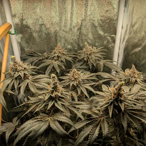 Shimo (K-Mintz x RS11) Ripper Seeds - BioBizz growlog timeline photo