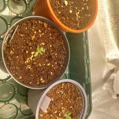 Cookies Gelato growlog timeline photo