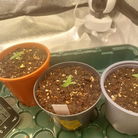 Cookies Gelato growlog timeline photo