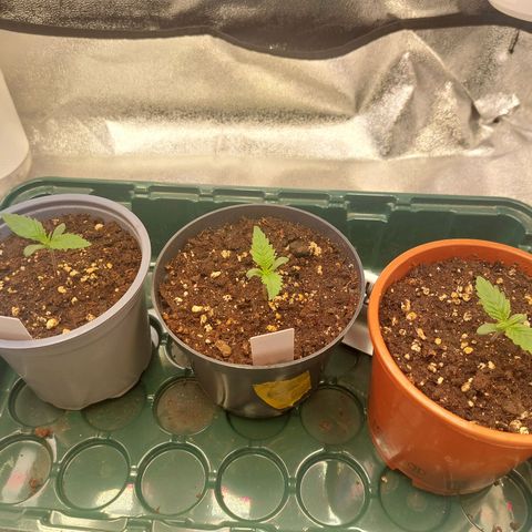 Cookies Gelato growlog timeline photo