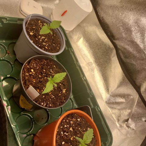Cookies Gelato growlog timeline photo