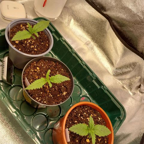 Cookies Gelato growlog timeline photo