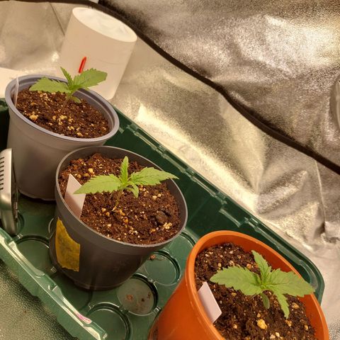 Cookies Gelato growlog timeline photo