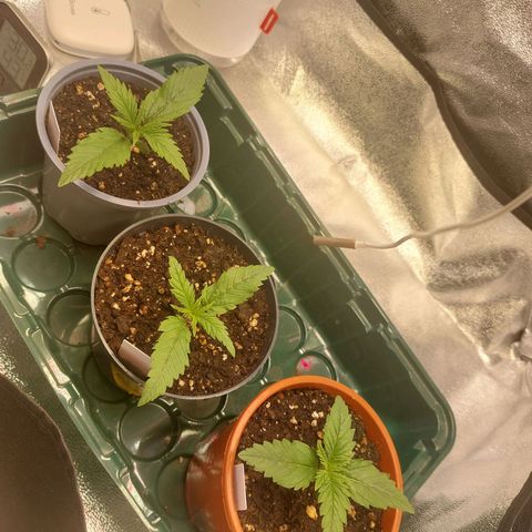 Cookies Gelato growlog timeline photo