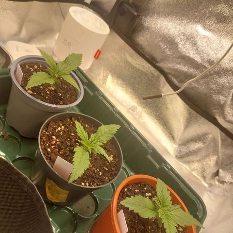 Cookies Gelato growlog timeline photo