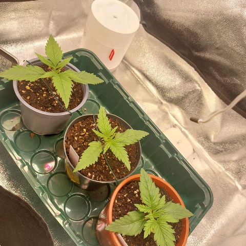 Cookies Gelato growlog timeline photo