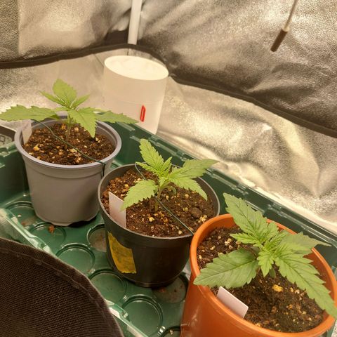 Cookies Gelato growlog timeline photo