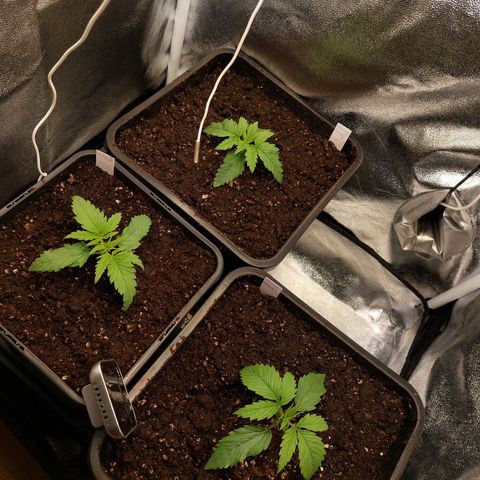 Cookies Gelato growlog timeline photo
