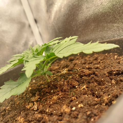 Cookies Gelato growlog timeline photo