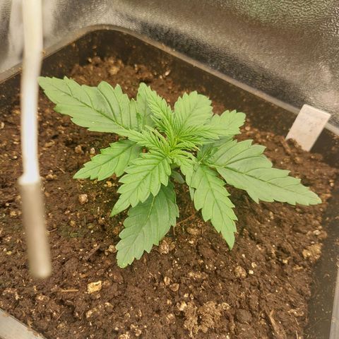 Cookies Gelato growlog timeline photo