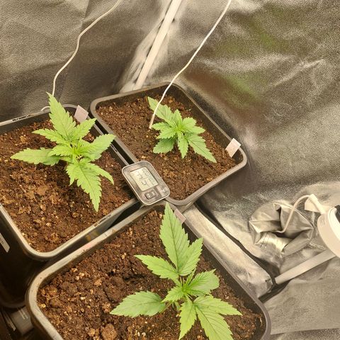 Cookies Gelato growlog timeline photo
