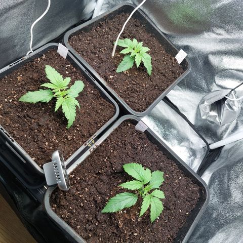 Cookies Gelato growlog timeline photo