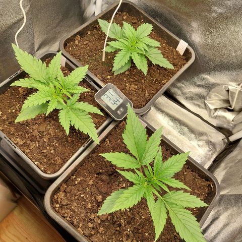 Cookies Gelato growlog timeline photo