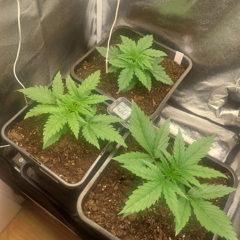 Cookies Gelato growlog timeline photo