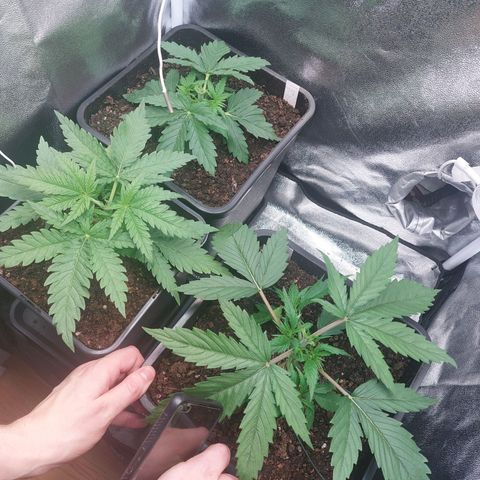 Cookies Gelato growlog timeline photo