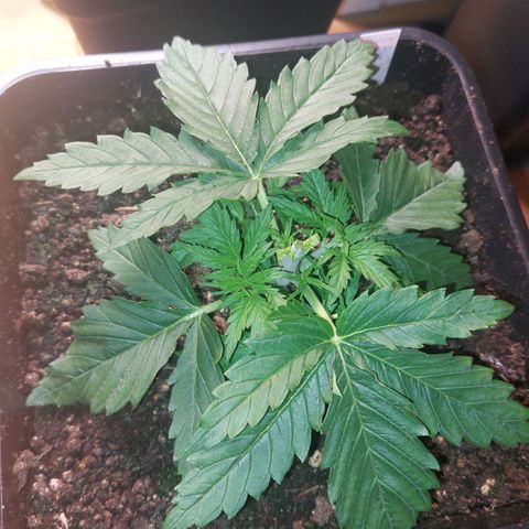Cookies Gelato growlog timeline photo