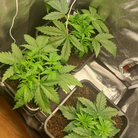 Cookies Gelato growlog timeline photo