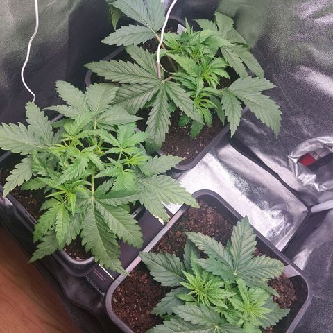 Cookies Gelato growlog timeline photo