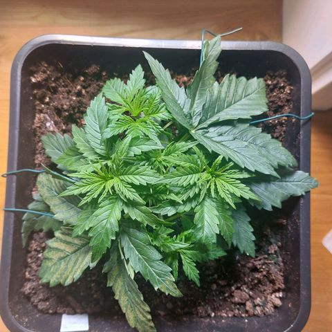 Cookies Gelato growlog timeline photo