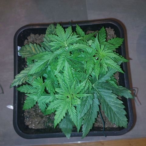 Cookies Gelato growlog timeline photo