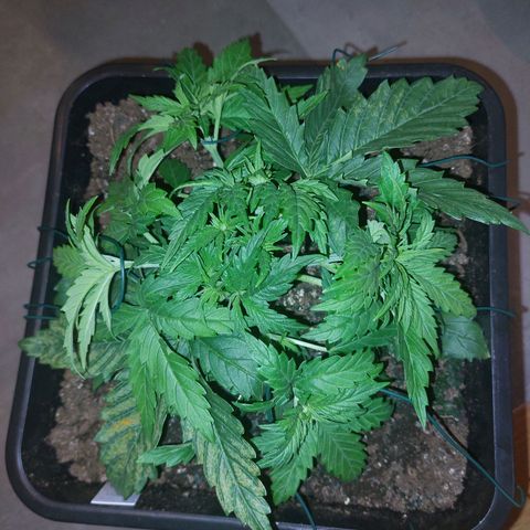 Cookies Gelato growlog timeline photo