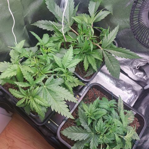 Cookies Gelato growlog timeline photo