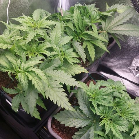 Cookies Gelato growlog timeline photo
