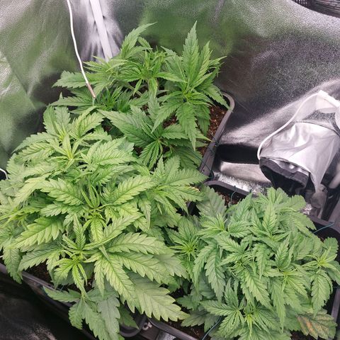 Cookies Gelato growlog timeline photo
