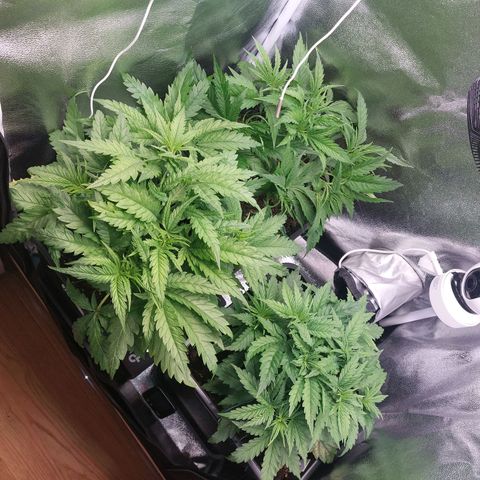 Cookies Gelato growlog timeline photo