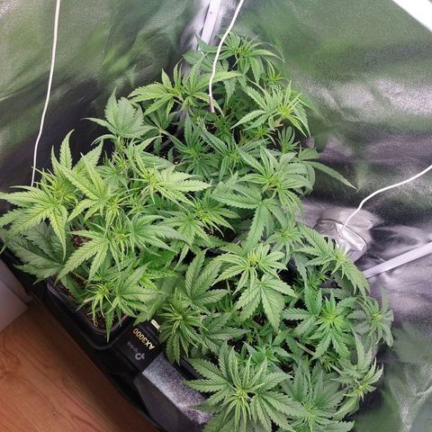 Cookies Gelato growlog timeline photo