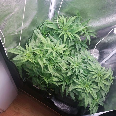 Cookies Gelato growlog timeline photo