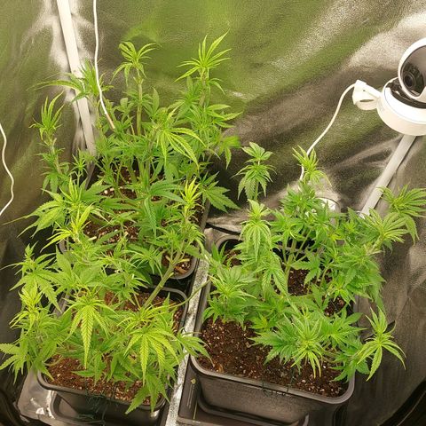 Cookies Gelato growlog timeline photo