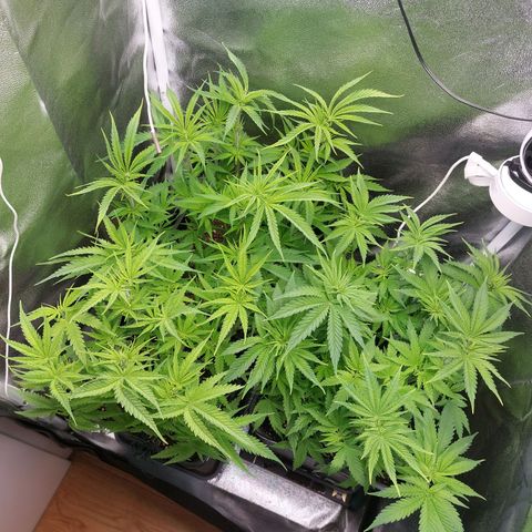Cookies Gelato growlog timeline photo