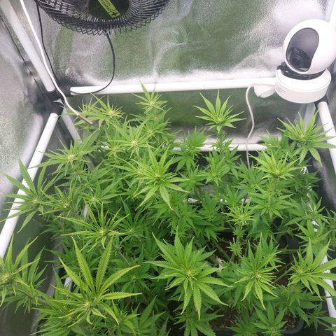 Cookies Gelato growlog timeline photo
