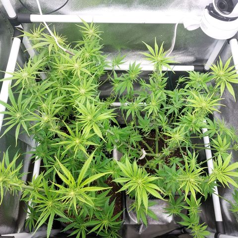 Cookies Gelato growlog timeline photo