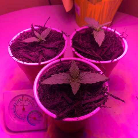 Unknown strain growlog timeline photo