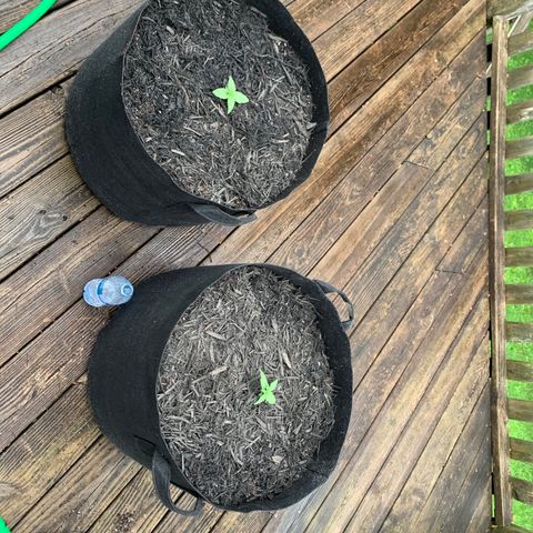 Unknown strain growlog photo: Transplanted