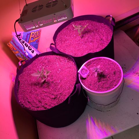 Unknown strain growlog timeline photo
