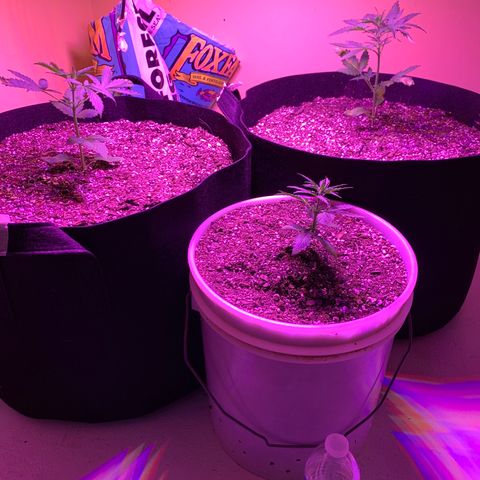 Unknown strain growlog timeline photo