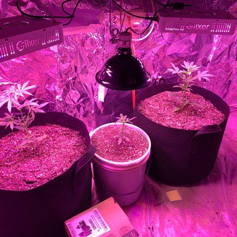 Unknown strain growlog timeline photo