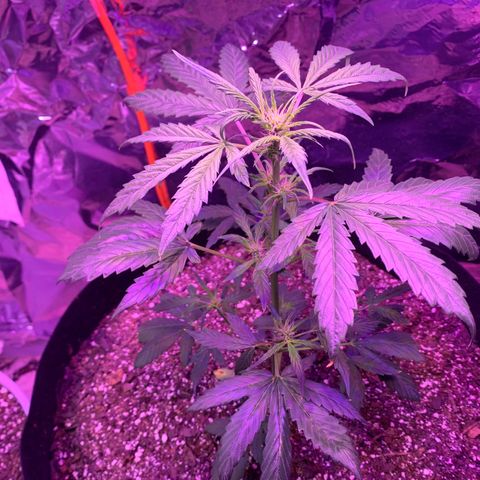 Unknown strain growlog timeline photo