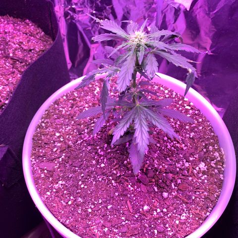 Unknown strain growlog timeline photo
