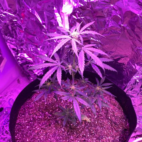 Unknown strain growlog timeline photo
