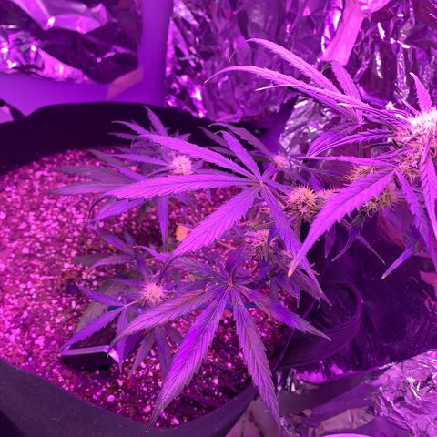 Unknown strain growlog timeline photo