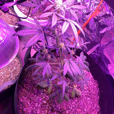 Unknown strain growlog timeline photo