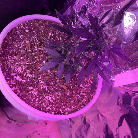 Unknown strain growlog timeline photo