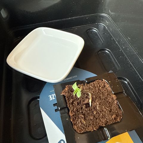 Super Silver Haze growlog timeline photo