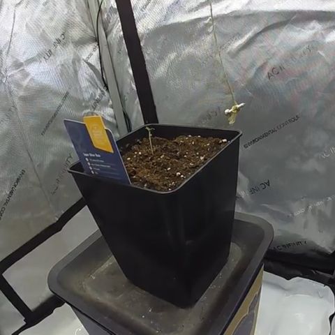 Super Silver Haze growlog timeline photo