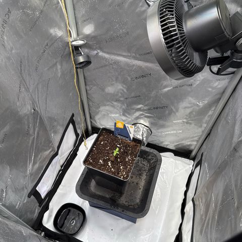 Super Silver Haze growlog timeline photo